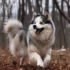 Discovering The Personality Traits And Appearance Characteristics Of Pomskies