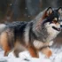Full Grown Black Pomsky: Size, Appearance, And Personality Traits