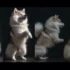 Mini Pomskies For Sale Near Me: Find Your Perfect Companion!