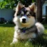 Pomsky Corgi Mix: Understanding the Temperament and Behavior of This Adorable Hybrid