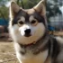 10 Things to Know Before Bringing Home a Pomsky Puppy