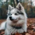 Pomsky Puppies for Sale in Cincinnati