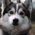 Join the Exclusive Pomsky Club Today!