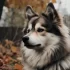 Pomsky Coat Care: Tips for Grooming and Maintaining Your Pomsky’s Coat
