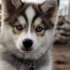 Join the Exclusive Pomsky Club Today!