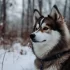 Pomsky Corgi Husky Mix: Understanding the Adorable Pomeranian Hybrid