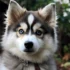 Pomsky Club of America: Uniting Pomsky Lovers Across the Nation
