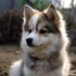 Pomsky Collar Options for Your Hybrid Furry Friend