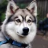 Pomsky vs. Husky: Which Breed is the Perfect Fit for You?