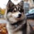 Rare Pomsky Colors: Everything You Need to Know About These Unique Hybrid Dogs
