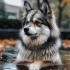 Pomsky Coat Care: Tips for Grooming and Maintaining Your Pomsky’s Coat