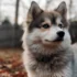 Pomsky Mixed with German Shepherd: Unique Breed Characteristics and Care Tips