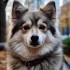 Pomsky Corgi Husky Mix: Understanding the Adorable Pomeranian Hybrid