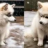 Blue Eyed Pomsky: A Guide To Understanding This Adorable Designer Breed