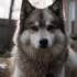 Pomsky Criadero CDMX: Find Your Perfect Pomsky Companion