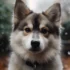 The Best Pomsky Crate Size Guide for Your Furry Friend
