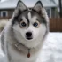 Pomsky Cross Husky: All You Need to Know About This Adorable Designer Dog