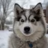 Investing in Pomsky Cryptocurrency: Is It Worth the Hype?