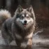 How Much Does A Full Grown Pomsky Cost?