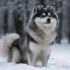 Can Pomskies Breed: Understanding The Breeding Standards