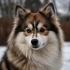 Cute Pomskies: Everything You Need to Know About These Adorable Designer Dogs