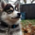 Pomsky Definition: Understanding the Personality Traits of Pomskies
