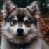 Pomsky Details: Understanding Their Personality Traits