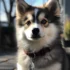 Pomsky Description: Understanding the Personality Traits and Appearance of Pomskies