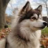 Pomsky Details: Understanding Their Personality Traits