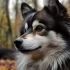 Pomsky Puppies for Sale in Detroit: What You Need to Know