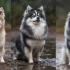 Pomsky Breeders in Wisconsin: Find Your Perfect Pomsky Companion
