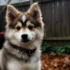 Pomsky Dog with Blue Eyes: A Guide to This Unique Breed