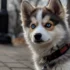 10 Fascinating Pomsky Dog Facts You Need to Know