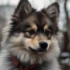 Pomsky Dog Full Size: What to Expect from Your Furry Companion