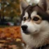 Pomsky Dog Life Span: What You Need to Know