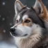 Pomsky Dog for Sale UK: Find Your Perfect Pomsky Companion