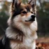 Pomsky Personality Traits: Understanding the Temperament of Pomskies