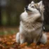 Pomsky Size: How Big Do Pomskies Get?