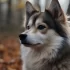 Pomsky Dog: Understanding Size, Appearance, and Personality Traits
