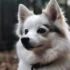 Teacup Pomskies: Understanding the Smallest Version of this Adorable Breed