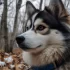 Pomsky Donut Delight: How to Keep Your Pomsky Healthy and Happy