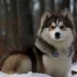 Pomsky Dog Information: Size, Personality Traits, and Breeding Standards