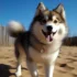 Discover the Adorable White Pomsky Dog: Appearance, Personality Traits, and Size
