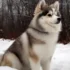 Pomsky Puppies For Sale In NC: How To Find The Perfect Companion