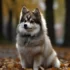 Are Pomskies Easy To Train? Tips And Tricks For Successful Training