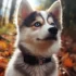 Pomsky Drawing Ideas: Tips and Tricks to Create Cute Pomskies