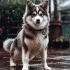 Pomsky Dog: Understanding Size, Appearance, and Personality Traits