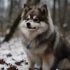 Pomsky Plush Toy: A Cute Addition to Your Pomsky Collection