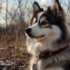 Pomsky Dogtime: Everything You Need to Know About This Adorable Designer Breed
