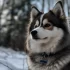 Pomsky Eigenschaften: Alles über Aussehen, Größe und Persönlichkeit